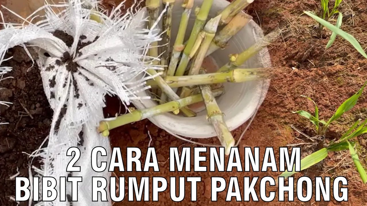 
                                 2-Cara-Menanam-Bibit-Rumput-Pakchong